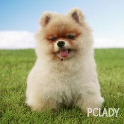 博美爆料新闻报道视频播放,揭秘视频播放背后的真相