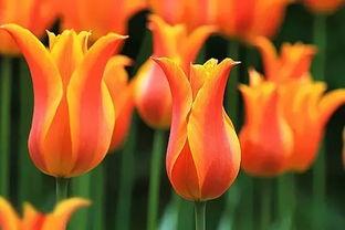 网友爆料郁金香夜灯视频,郁金香夜灯美轮美奂，浪漫氛围引热议